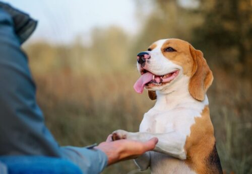 ¿Qué sabes sobre adiestramiento canino?