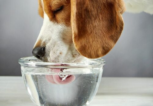 Mi perro bebe mucha agua